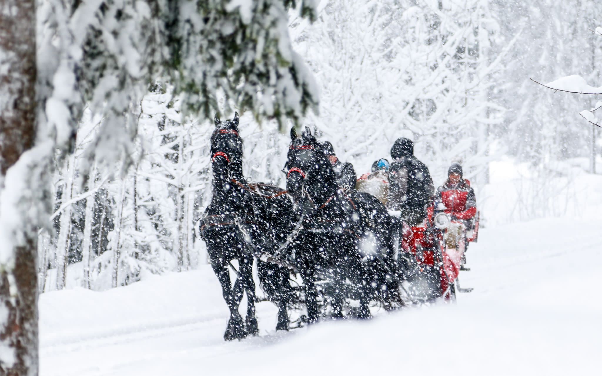 Pferdeschlitten in der verschneiten Winterlandschaft (c) Michael Simonlehner