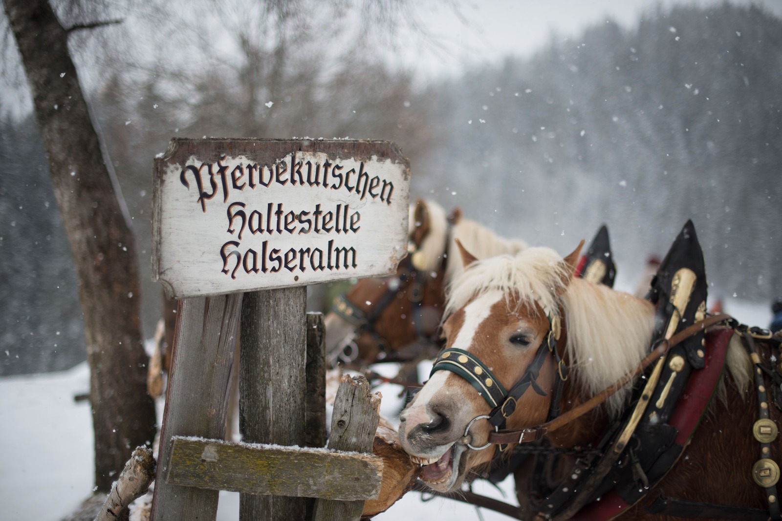 Pferde an der Halseralm (c) Christine Höflehner